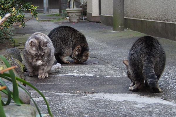 探すキジトラ２と銀その３