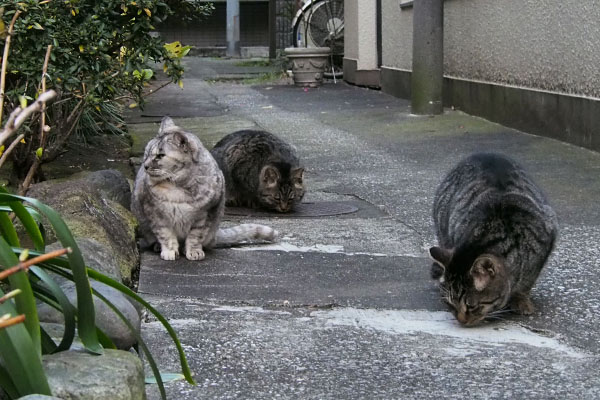 探すキジトラ２と銀その２