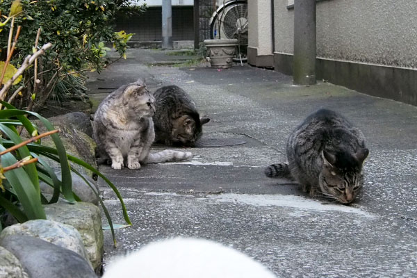 探すキジトラ２と銀