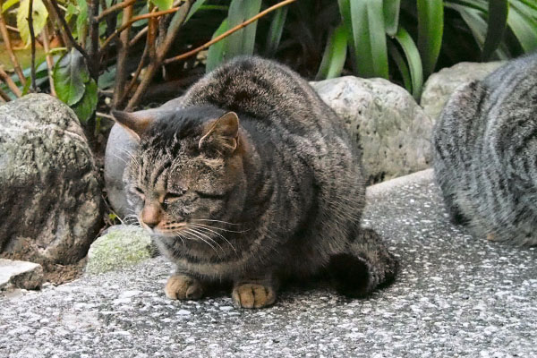 タビサンクの右にタビワンボディ