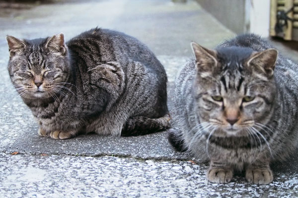 タビッツとタビワン３