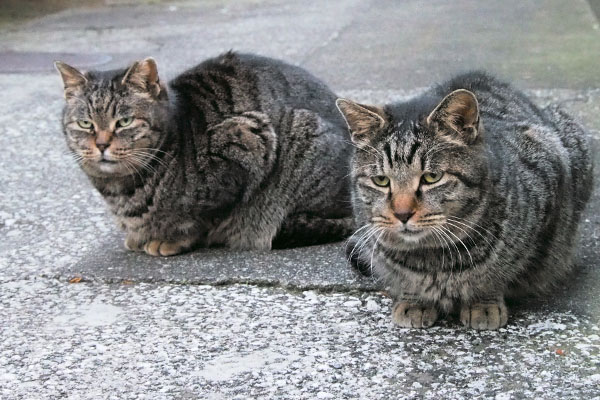 タビッツとタビワン２