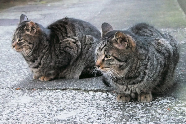 タビッツとタビワン１