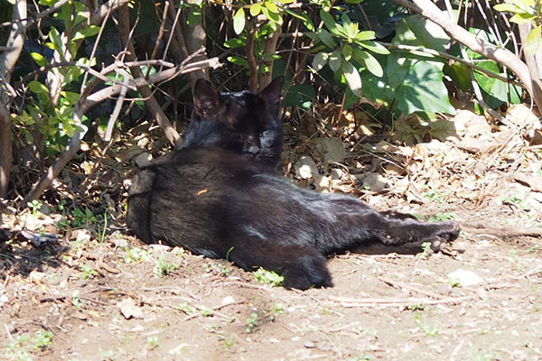 ロデ発見日向ぼっこ中公園の小さい丘