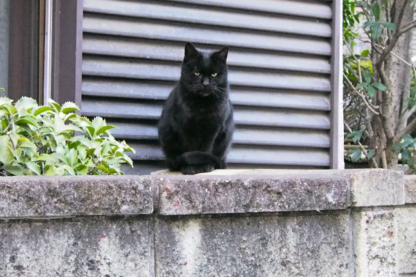 お食事待ちのアカシ