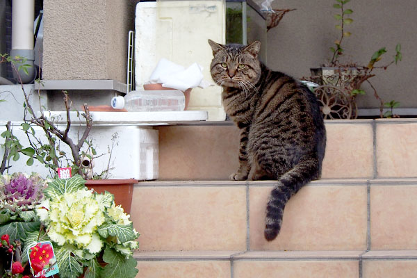 顔は丸いロキ