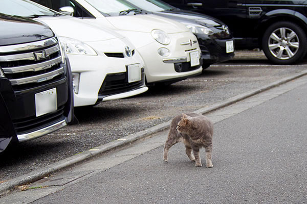 振り返って見るグリ