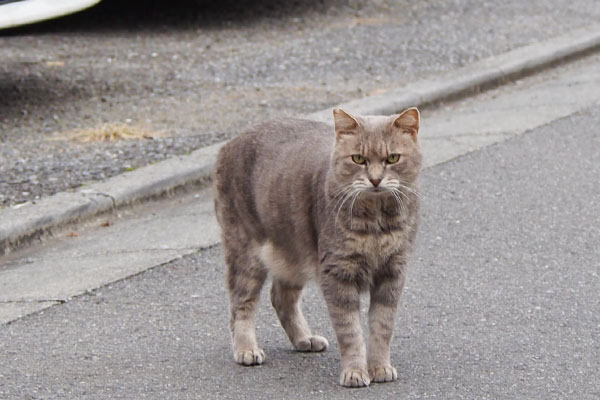 どうにかしてな顔のグリ