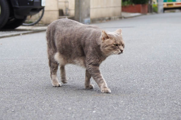 少し怒った感じのグリ