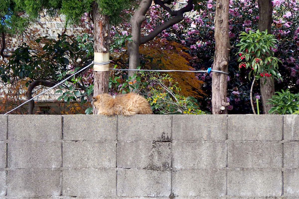 チイちゃん横から