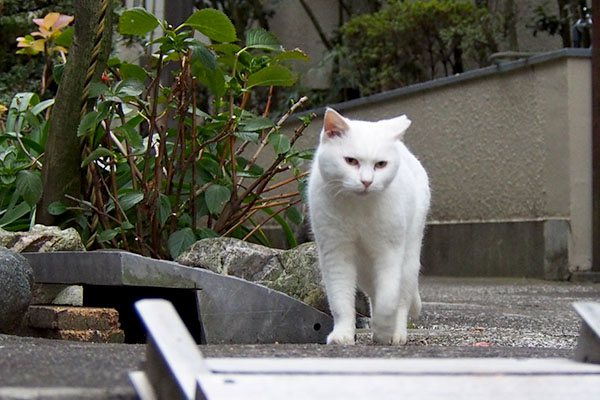 銀ちゃんを見てるハク