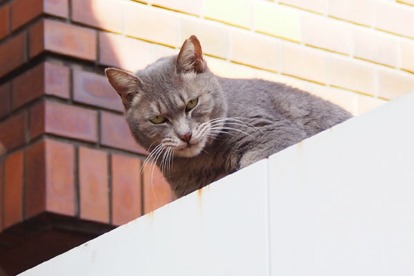 最後は決めるコシピ