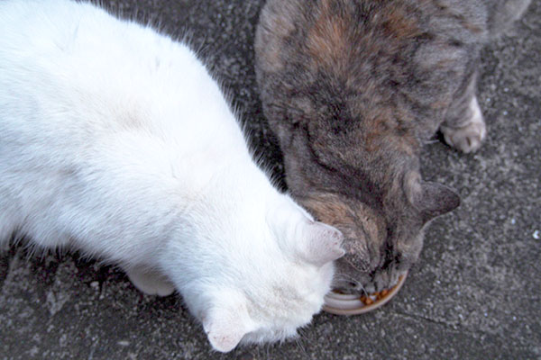 銀ちゃんとハク上から１