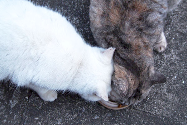 銀ちゃんとハク上から２