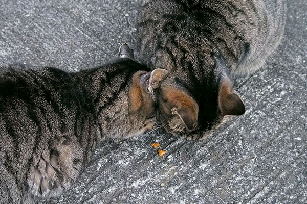 タビッツとタビサンク頭突き