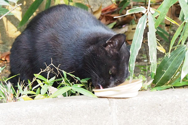 ホラーな表現で食べるココ