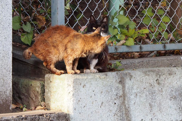 カラが見てる