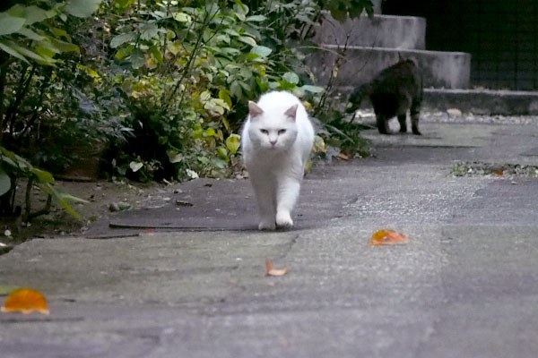 ハク１真剣な顔で奥にタビワン