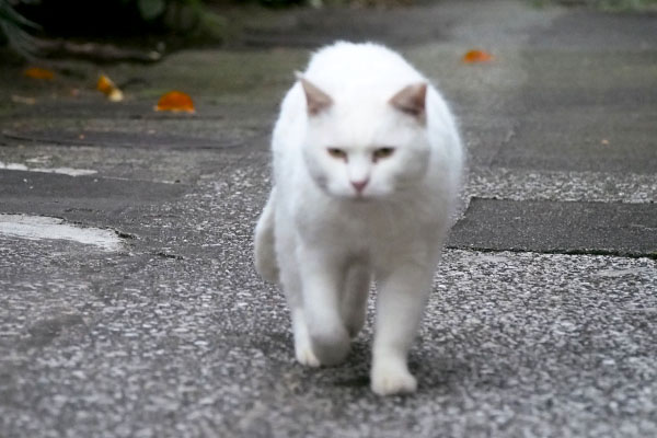 ハク４右に寄った