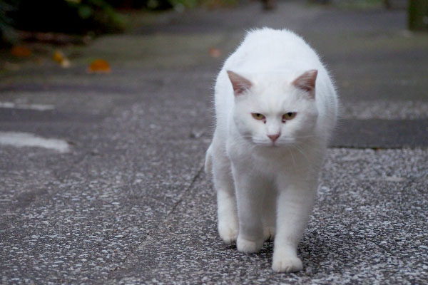 ハク５止まりません