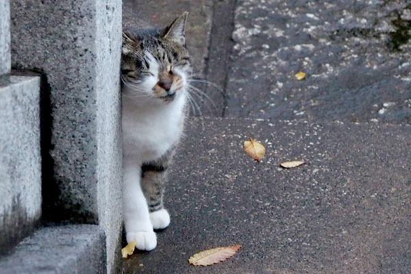 柱にスリスリする雫