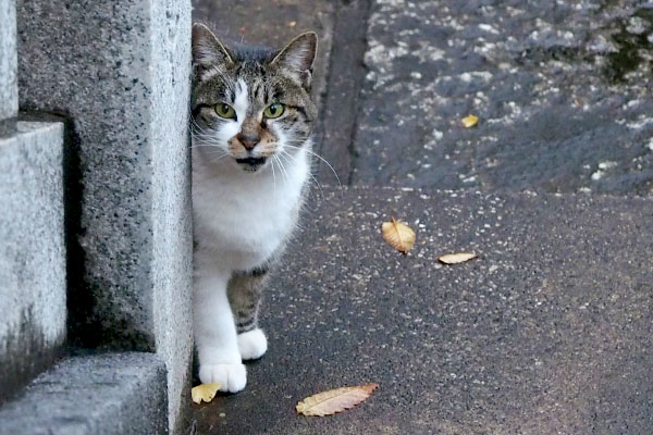 階段から雫かわいい