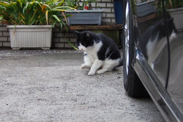 尻もち風のスズカキカキ