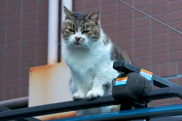 上から見ていたもも