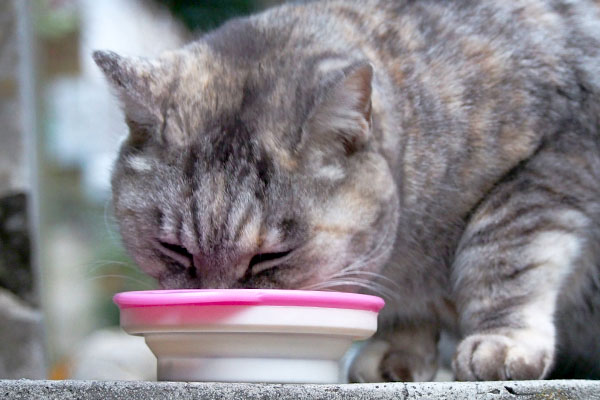 食べる銀ちゃん