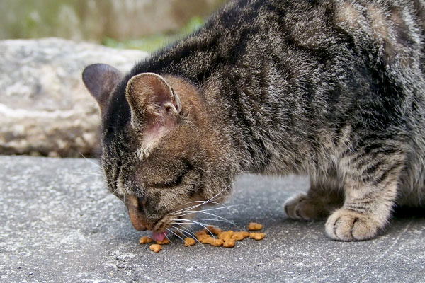 食べるタビワン