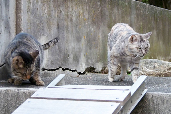 銀とタビワン