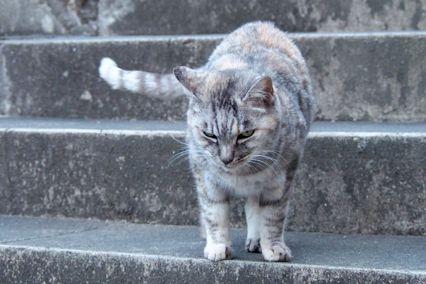 カッコイイ銀ちゃん