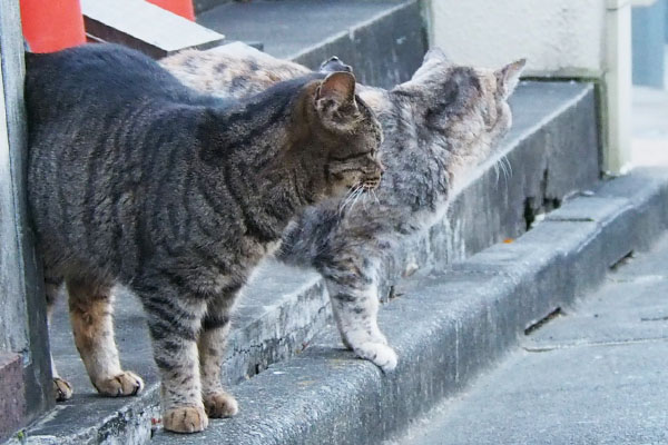 隣りに銀ちゃん反対を見てる