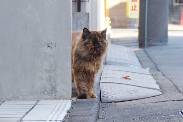 チイちゃんお目メ