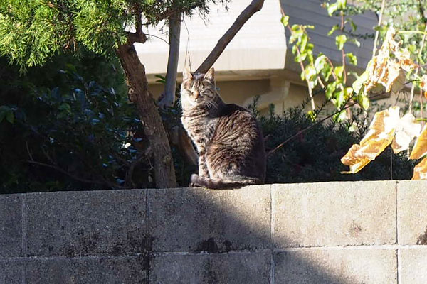 キリちゃん塀の上ギリギリ日向