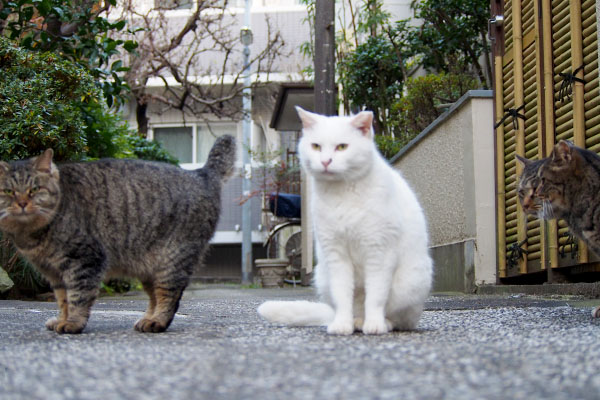 階段には行かないタビゾとハク