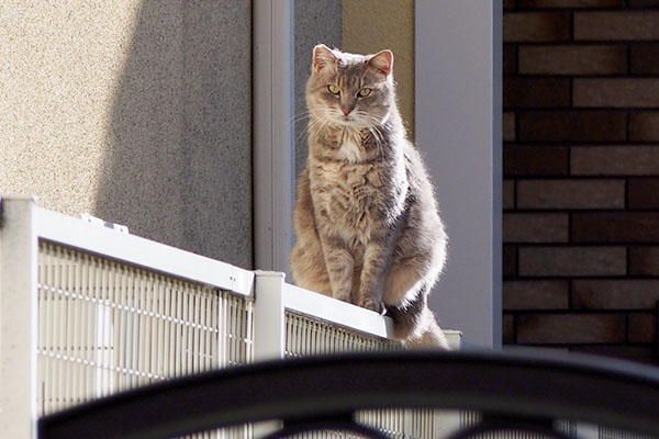 少しズームでグリ君