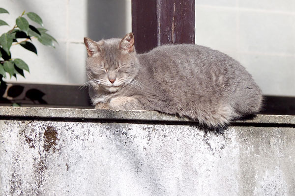 シピ塀の上正面