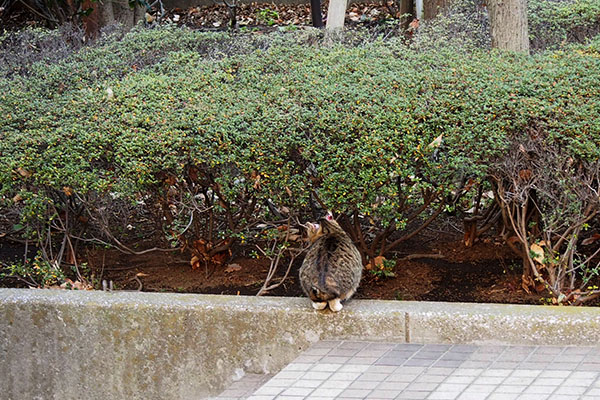 階段の下茂みを覗くフォックス