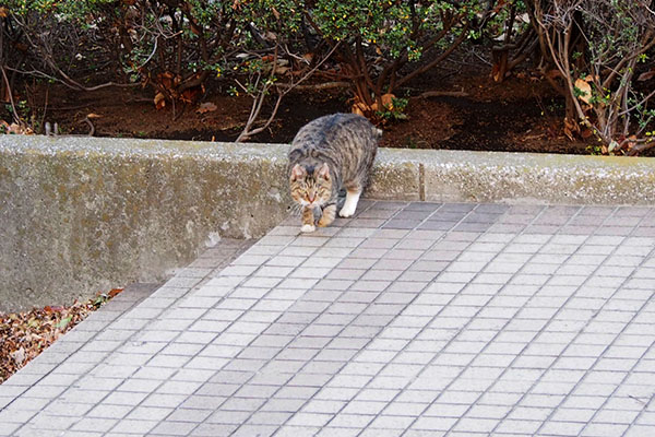 こちらに気づいたフォックス