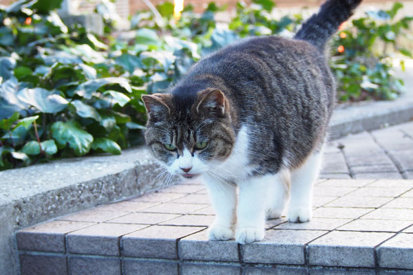 物凄く見ているマリィ