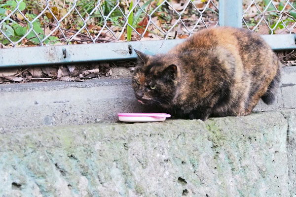 クロテ睨みながら食べる