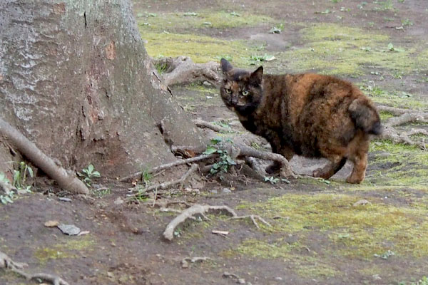 食べたら遠くへクロテ