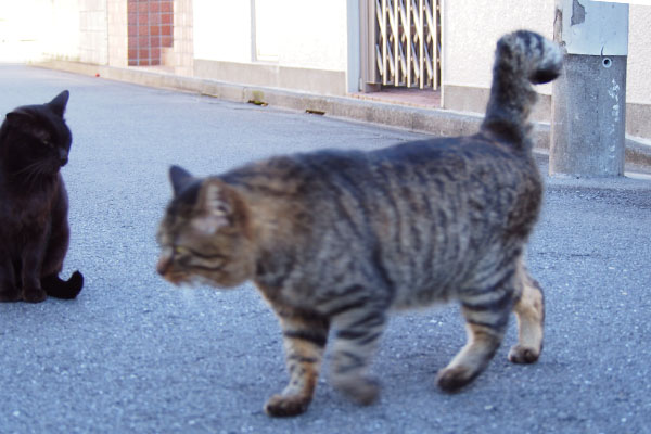 コウガ見ないトッキー動く