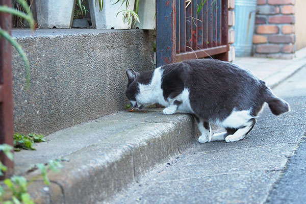 ちびニャン食べてる