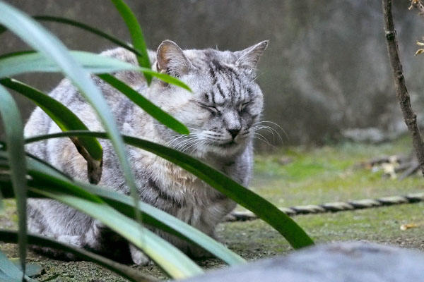 瞑想中の銀