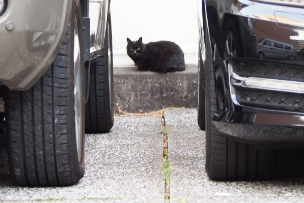 おねだり無しの日車の間