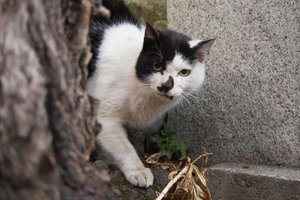 ちょっとどう思いますかムーン