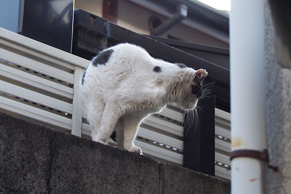 降りられない坊