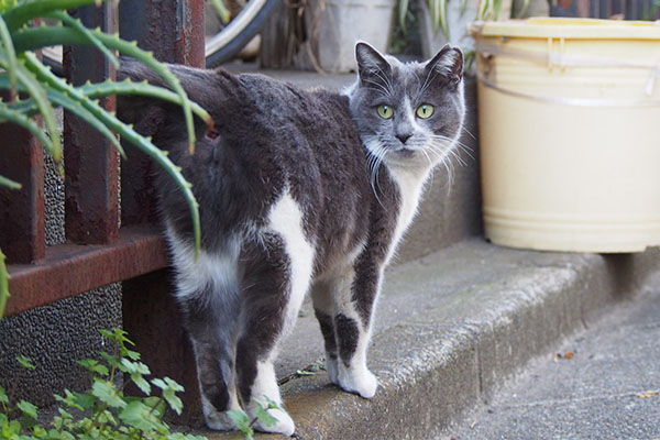 振り返るちび全貌